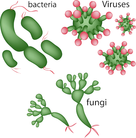 Image of bacteria, virus and fungi